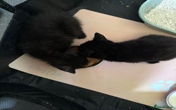 Mixed Breed cats for sale: Beautiful kittens ready for new homes now  - Image 11