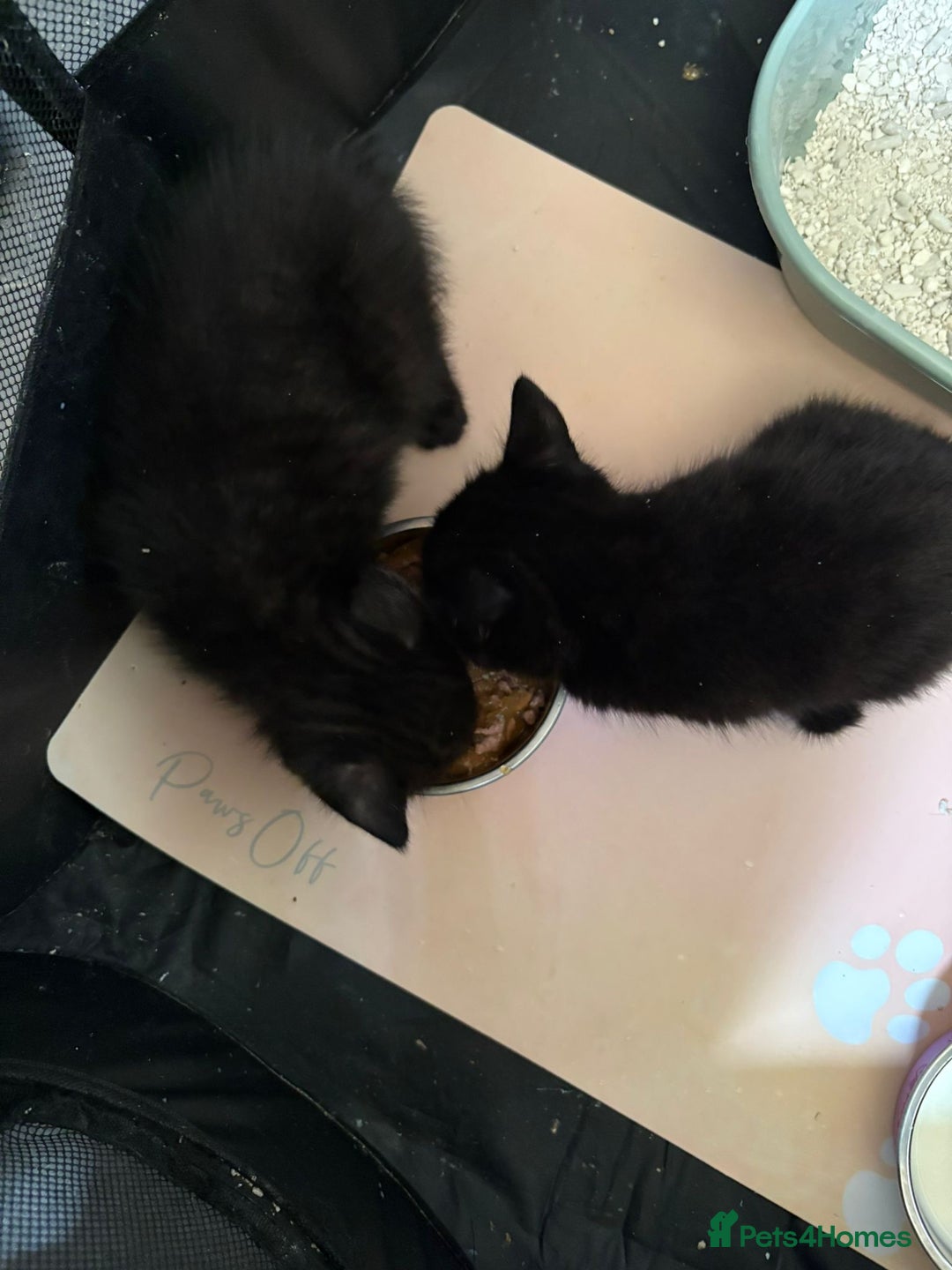 Mixed Breed cats for sale: Beautiful kittens ready for new homes now  - Image 11