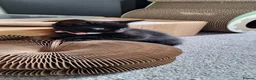 Mixed Breed cats for sale: 8 week old female kitten  in Irvine - Advert 4