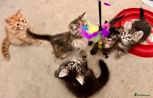 Mixed Breed cats Amiable mixed breed kittens - Advert 4