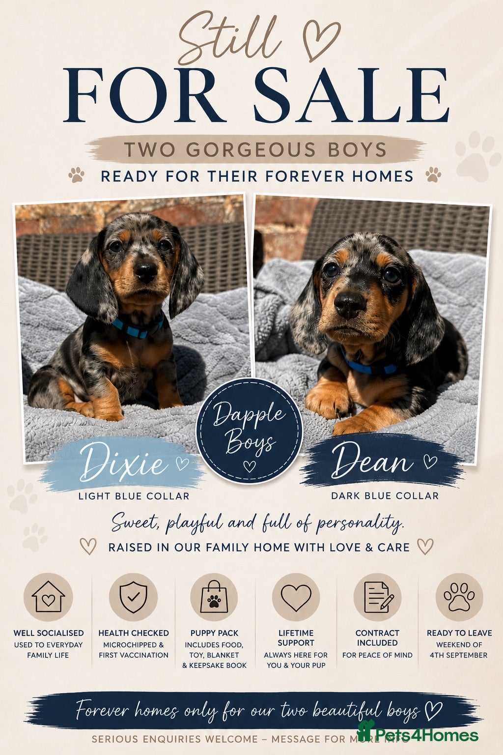 Dachshund dogs LAST 2 DACHSHUNDS LOOKING FOR THEIR FOREVER HOMES - Advert 3
