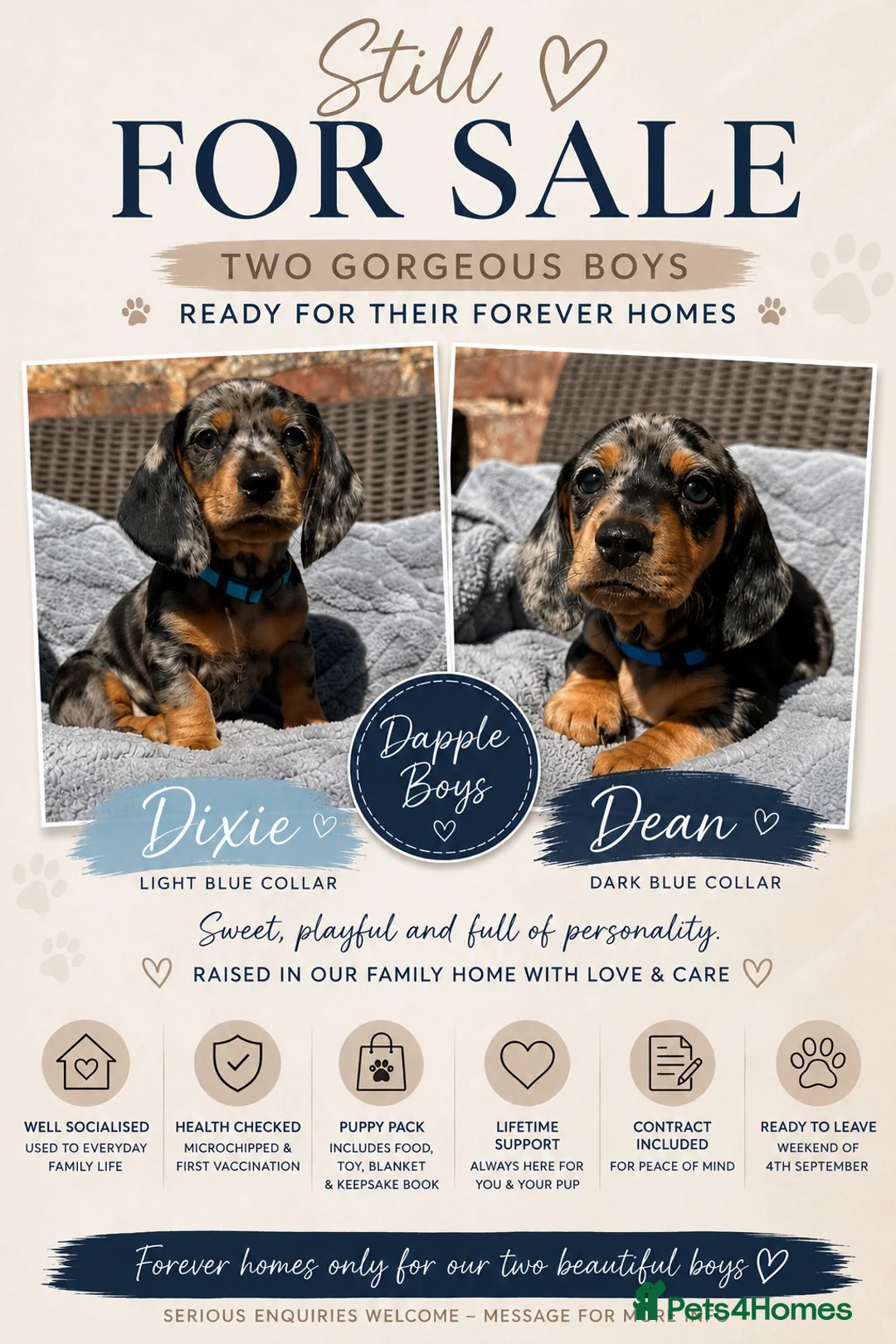 Dachshund dogs for sale: LAST 2 DACHSHUNDS LOOKING FOR THEIR FOREVER HOMES - Advert 1