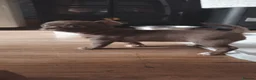 Chihuahua dogs for sale: 2 beautiful chihuahuas  - Advert 8