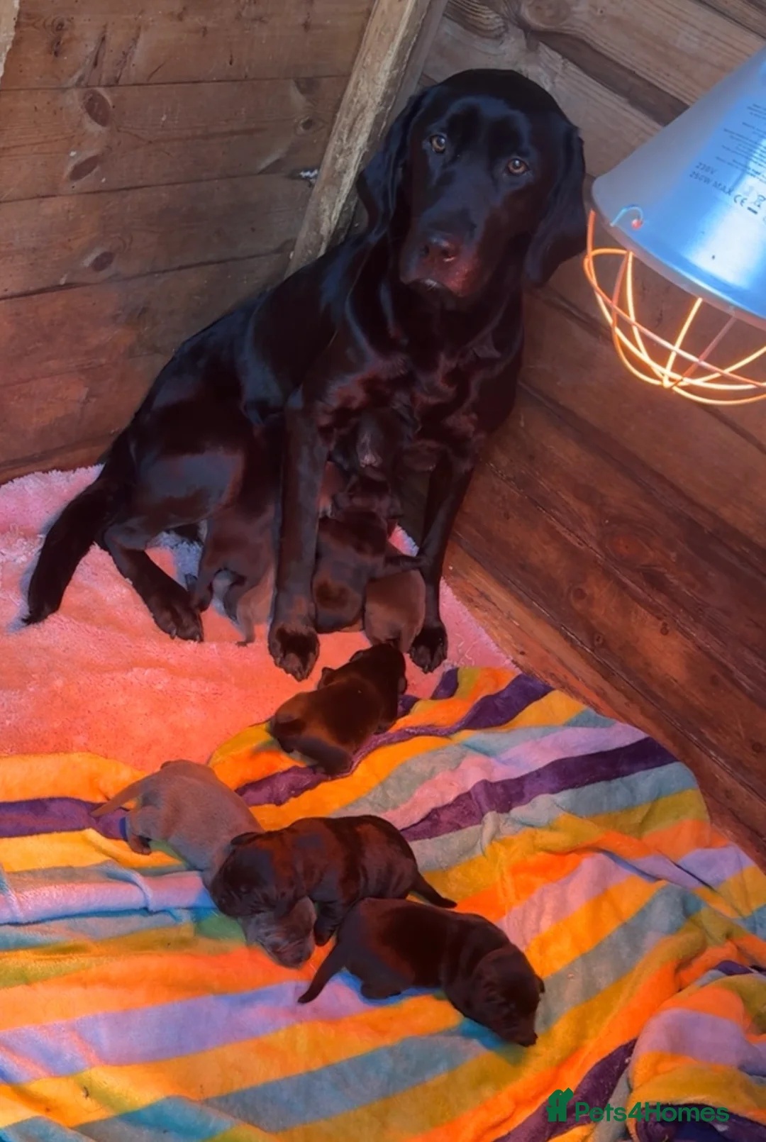 Labrador Retriever dogs for sale: Labrador retriever  - Advert 1