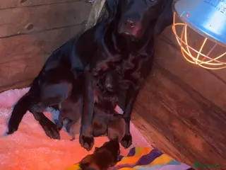 Labrador Retriever dogs Labrador retriever - Advert 1