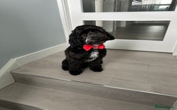 Cockapoo dogs for sale: Rio - 9 months old - Image 5