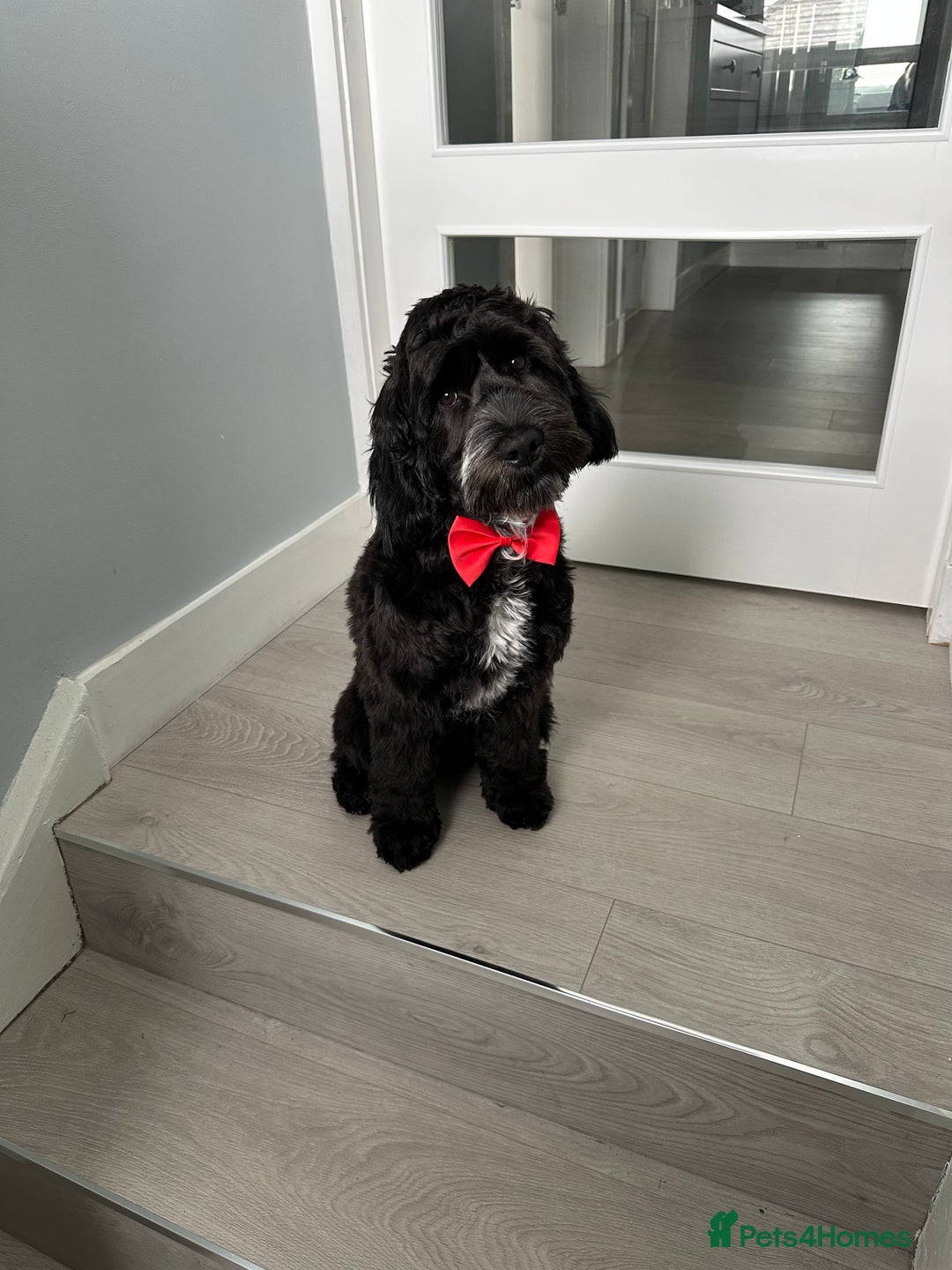 Cockapoo dogs for sale: Rio - 9 months old - Image 5