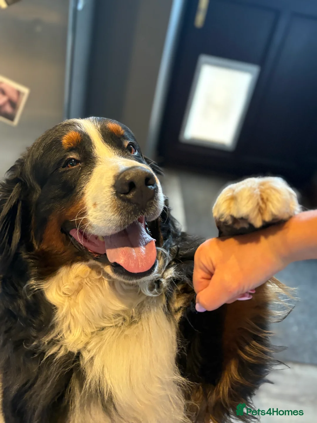 Bernese Mountain Dog dogs for sale: Beautiful KC reg Bernese Mountain puppies - Advert 2