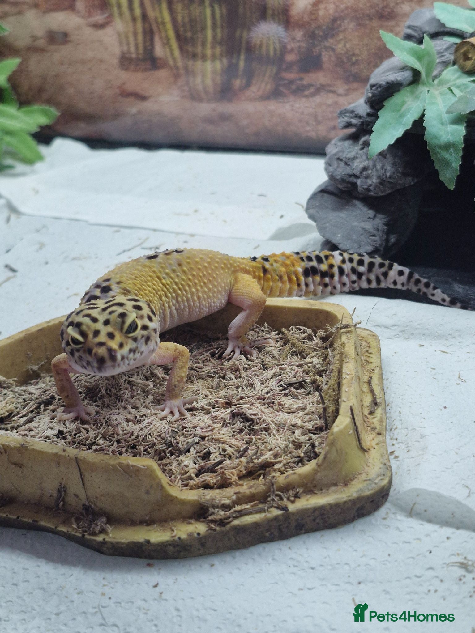 Leopard Gecko reptiles Beautiful leopard gecko ( with full set up) - Advert 2