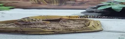 Leopard Gecko reptiles for sale: Beautiful leopard gecko ( with full set up) - Advert 2