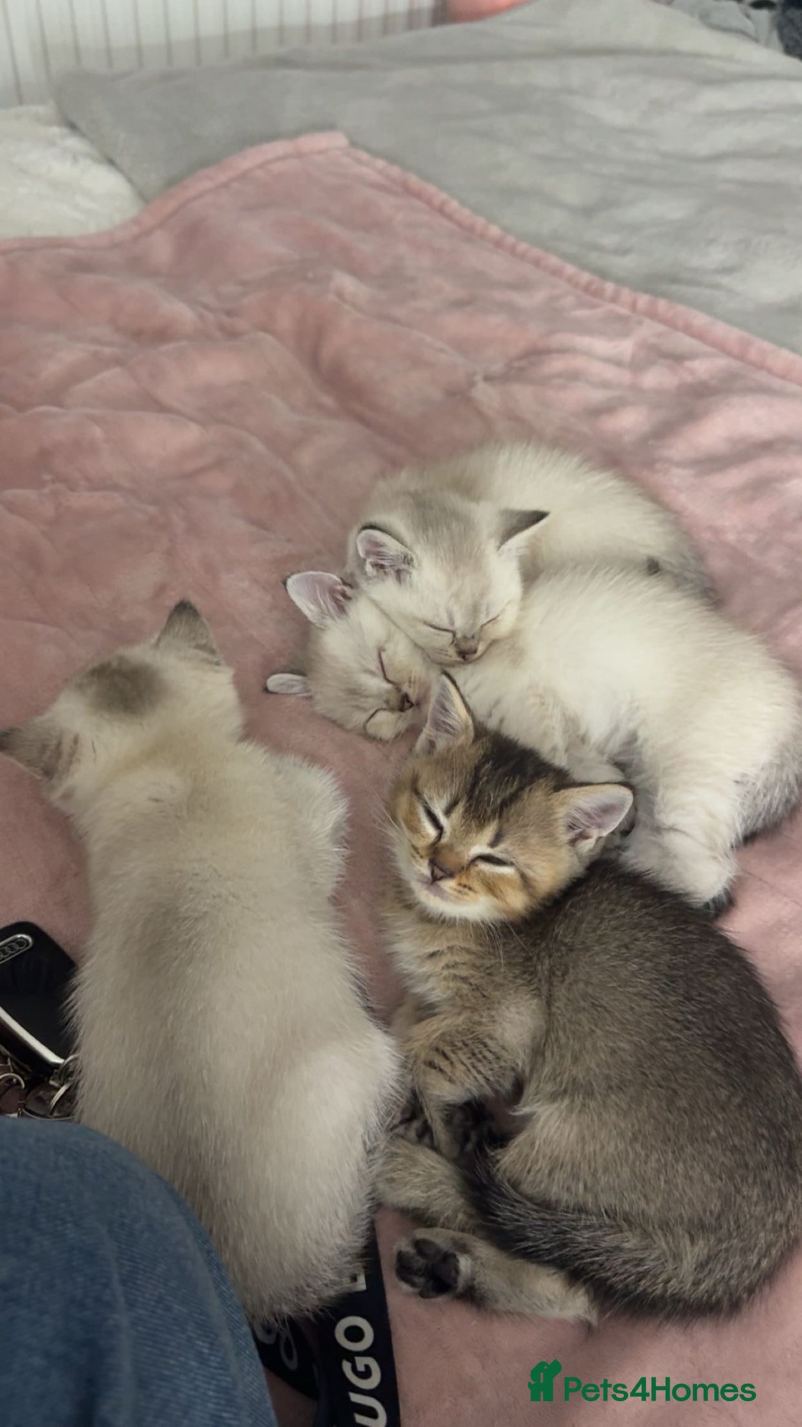 British Shorthair cats British short hair kittens  - Advert 6