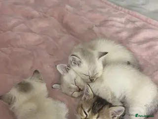 British Shorthair cats British short hair kittens - Advert 6