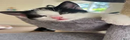 Mixed Breed cats for sale: 1 Beautiful girl Kitten in Great Malvern - Advert 11