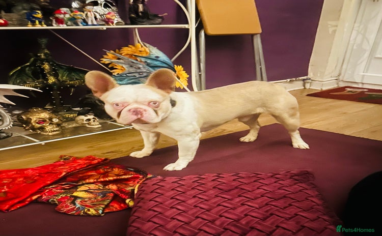 French Bulldog dogs - Advert 1