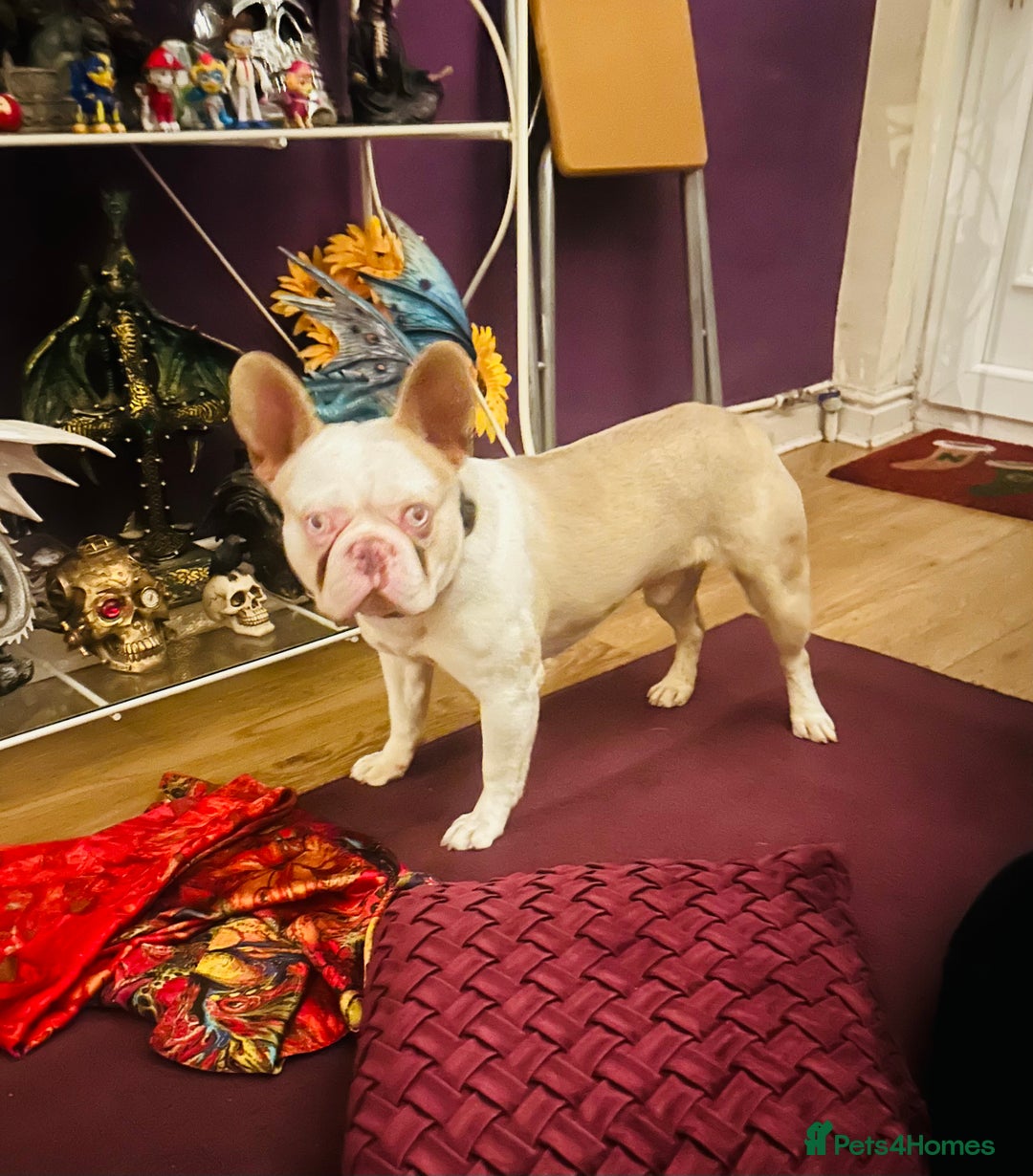 French Bulldog dogs for sale: French Bulldog Male  - Image 1