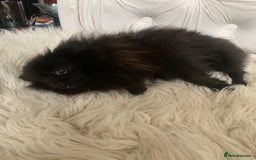 Pomeranian dogs for sale: Beautiful Tiny Pomeranian Girl  - Image 3