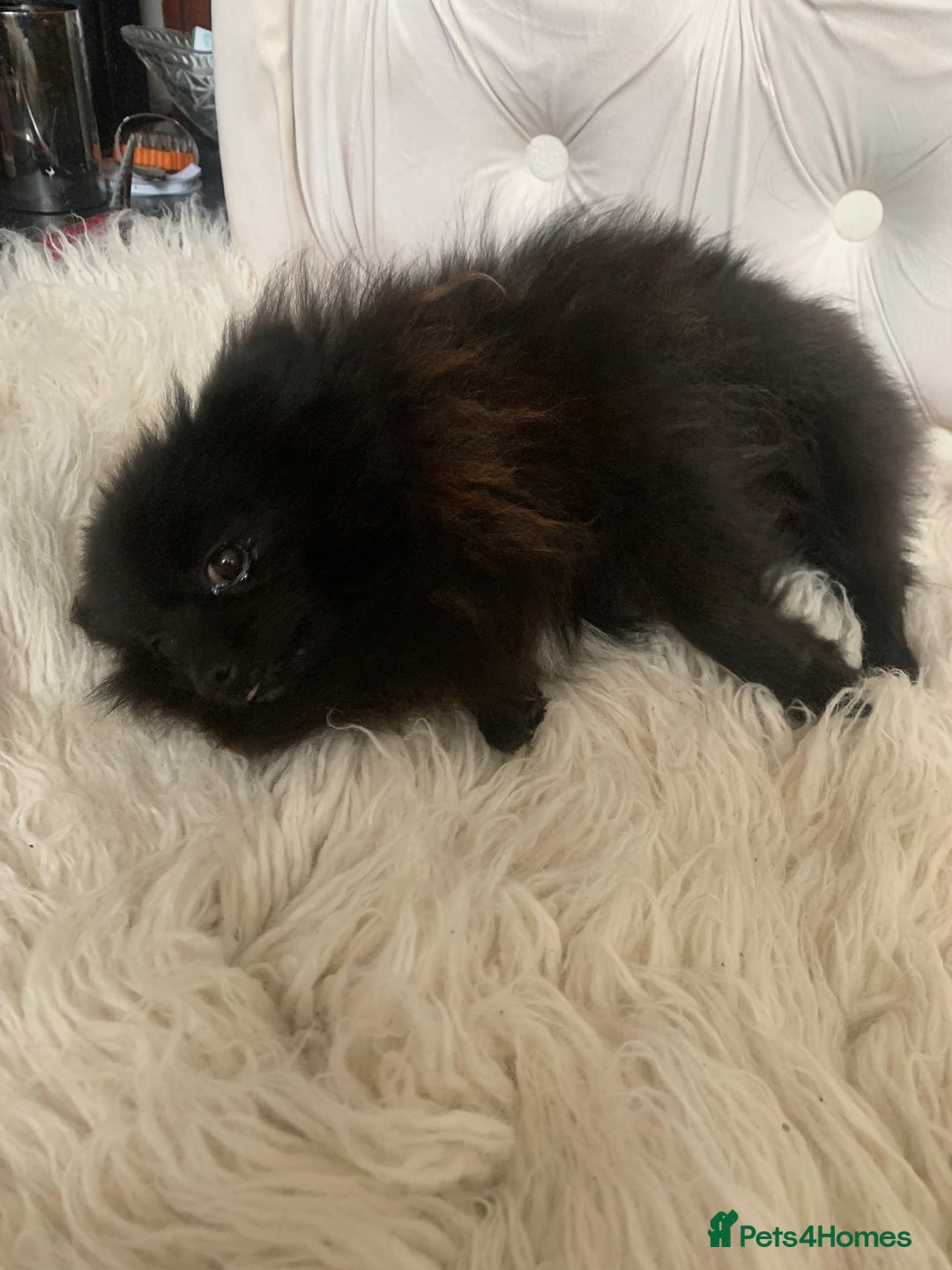 Pomeranian dogs for sale: Beautiful Tiny Pomeranian Girl  - Image 3