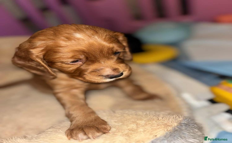 Cocker Spaniel dogs - Advert 8