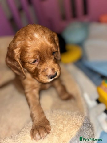 Cocker Spaniel dogs - Advert 8