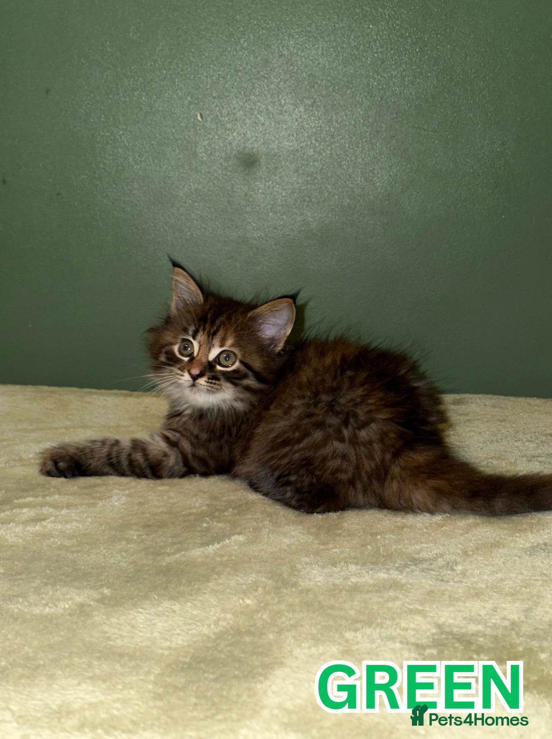 Maine Coon cats for sale: Maine Coon Cross Kittens Ready for Homes! - Advert 2