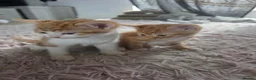 Mixed Breed cats for sale: Beautiful Litter of kittens - Advert 7