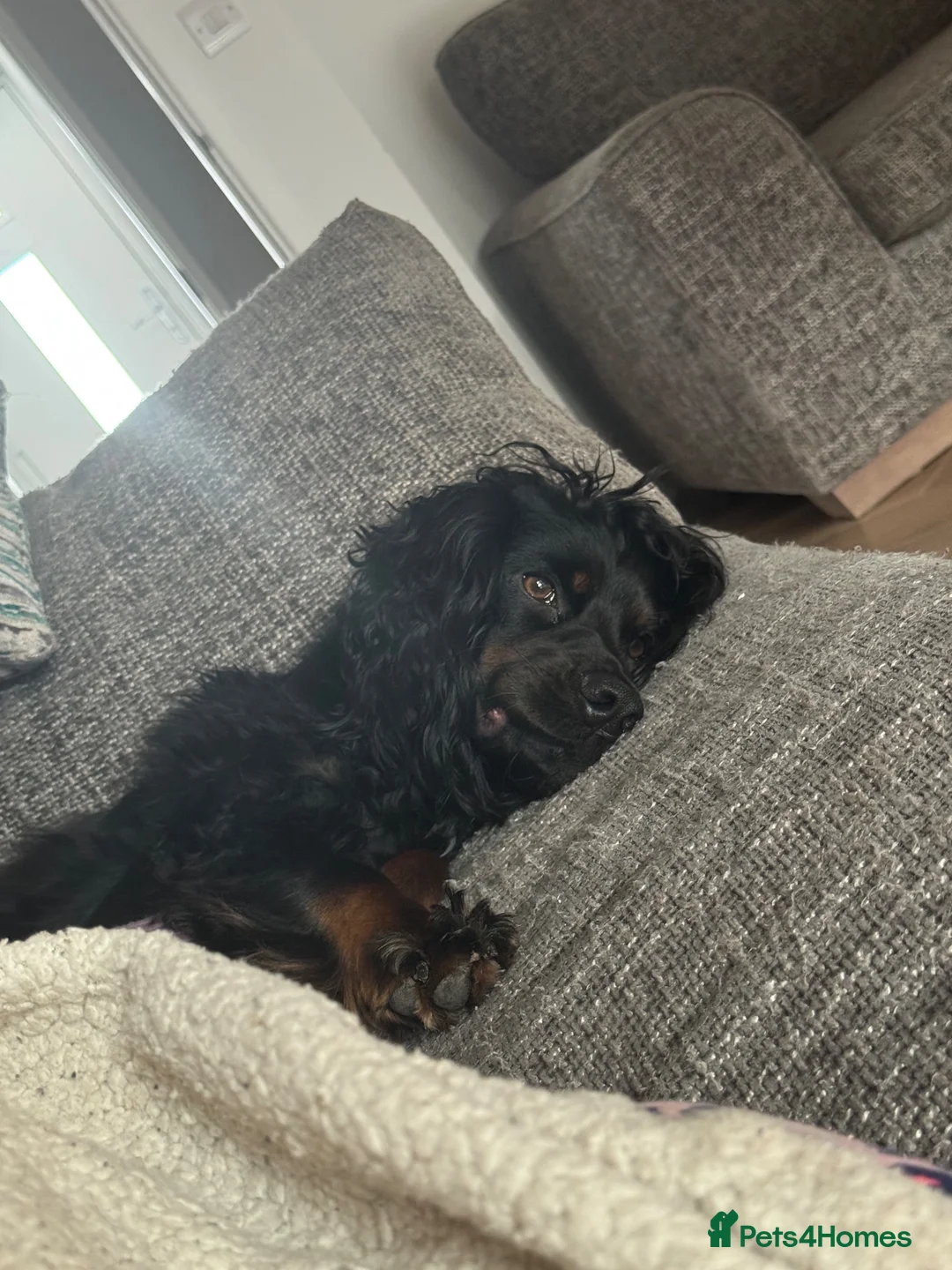 Cocker Spaniel dogs for sale: 2 Yr Old Male Cocker Spaniel - Advert 2