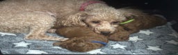 Toy Poodle dogs for sale: Toy poodle Puppies Dna tested Kc registered  - Advert 3