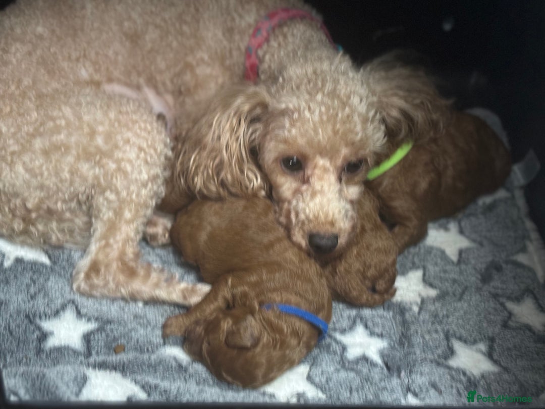 Toy Poodle dogs for sale: Toy poodle Puppies Dna tested Kc registered  - Advert 3