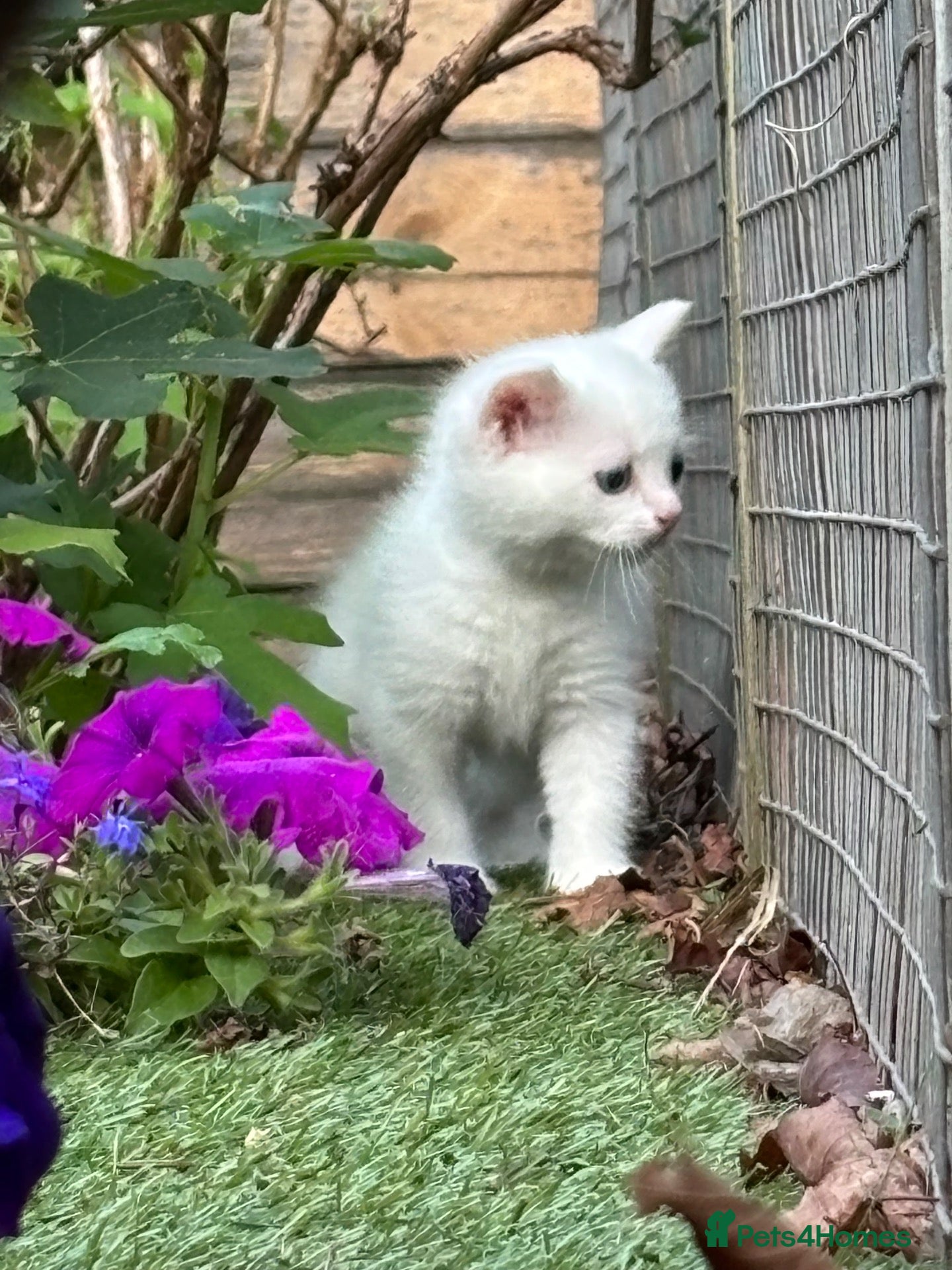 Scottish Fold cats 1 male ODD EYES kitten left - Advert 2