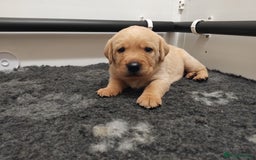 Labrador Retriever dogs for sale: KC Labrador puppies 5weeks old 3 boys  - Image 13