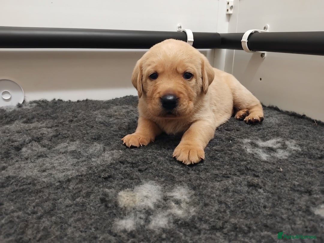 Labrador Retriever dogs for sale: KC Labrador puppies 5weeks old 3 boys  - Image 13