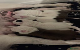 Mixed Breed dogs for sale: 4 beautiful American bully cross staffy puppies - Image 6