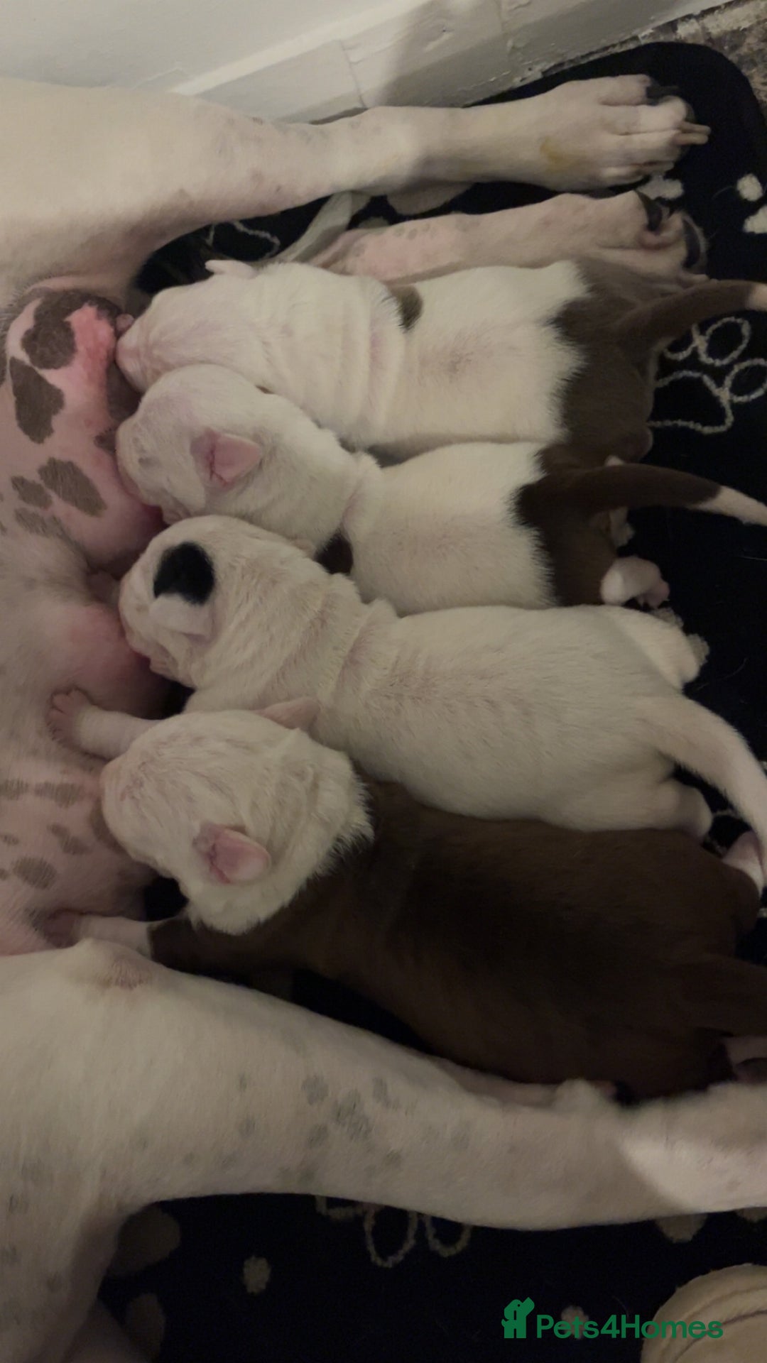 Mixed Breed dogs for sale: 4 beautiful American bully cross staffy puppies - Image 6