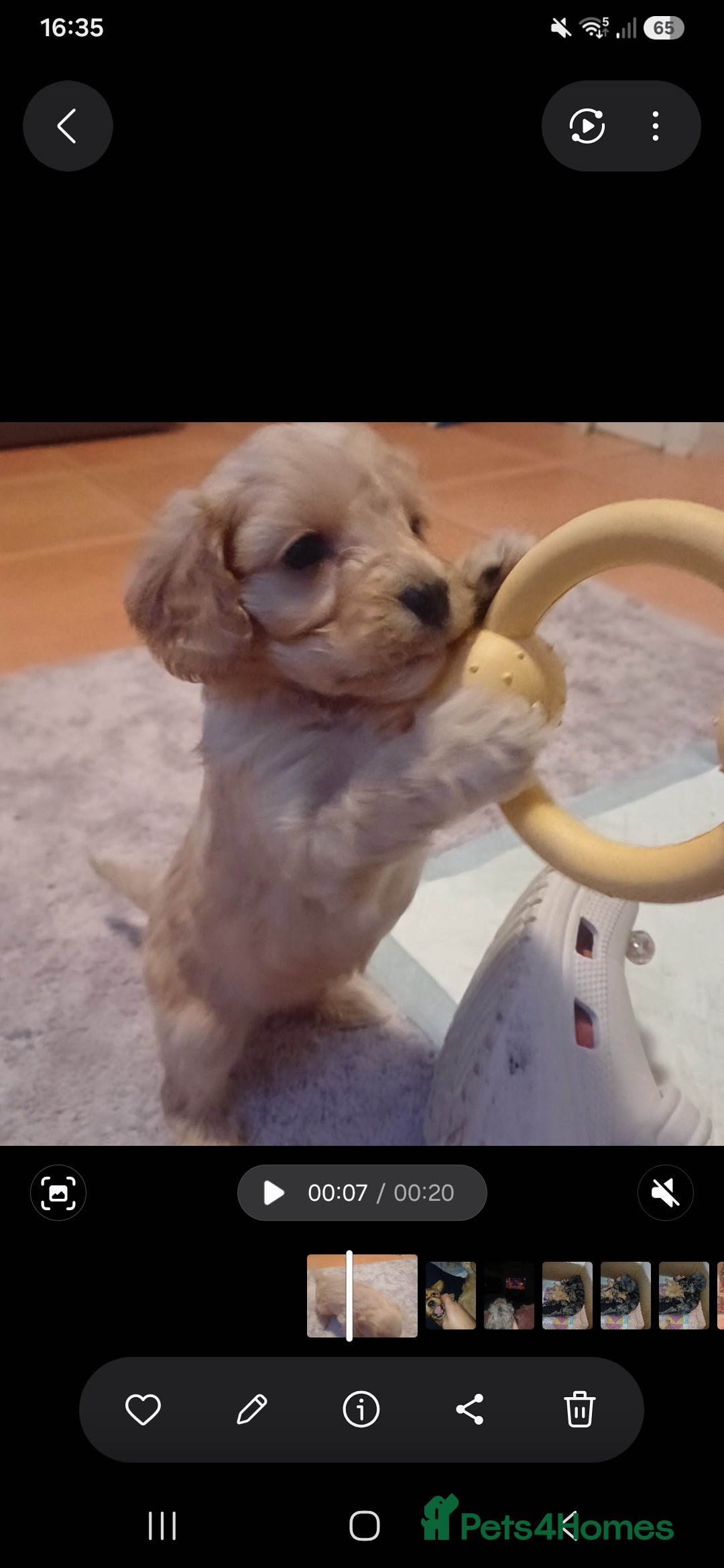 Cavapoo dogs for sale: Peggy's teddy bear picnic - Advert 2