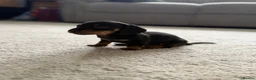 Miniature Dachshund dogs for sale: Last girl for sale - Advert 3