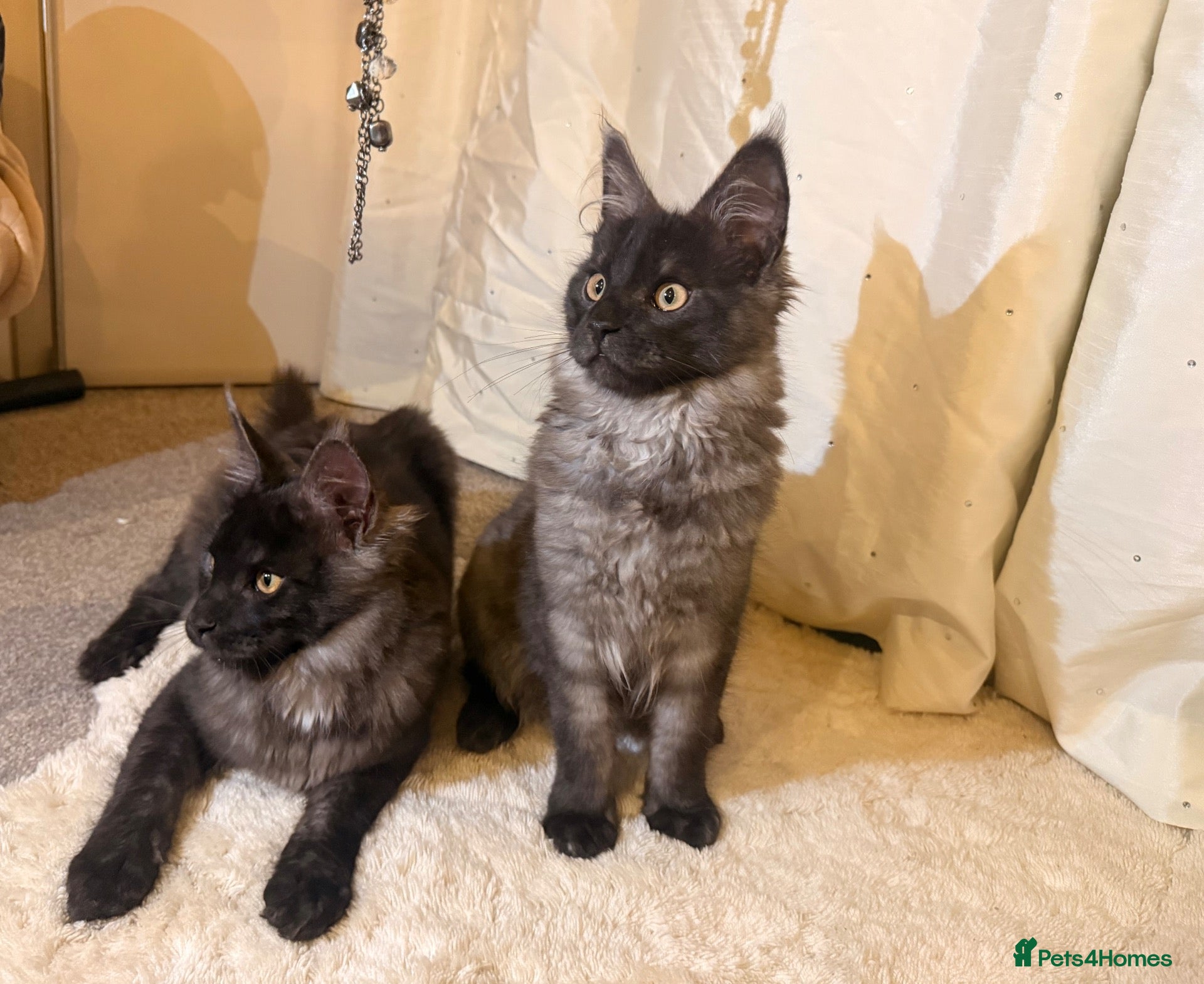Maine Coon cats Tica registered black smoke maine coon kittens - Advert 4
