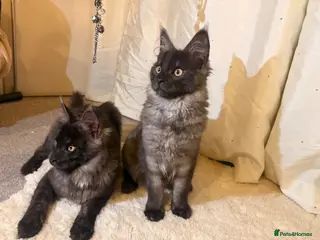 Maine Coon cats Tica registered black smoke maine coon kittens - Advert 18