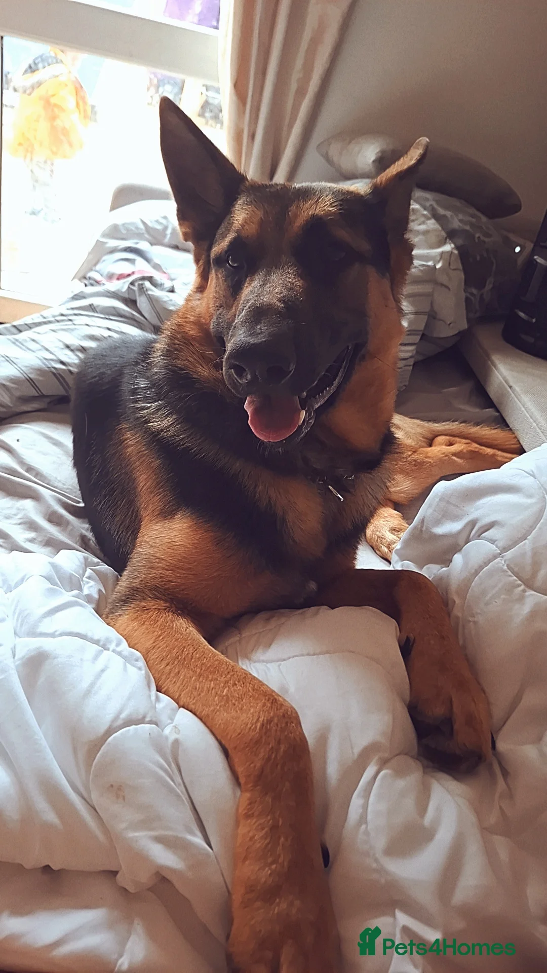 German Shepherd dogs for stud: Mr Jackson Green in Wisbech - Advert 6