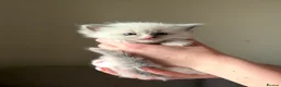 Ragdoll cats for sale: Exceptional Quality Ragdoll Kittens  - Advert 7