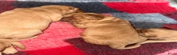 Cockerdor dogs for sale: FOX RED COCKERDOR PUPS - Advert 6