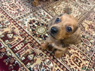 Dachshund dogs Dachshund Puppies! - Advert 2