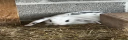 English Lop rabbits for sale: Pair of females bunnies.  - Advert 2