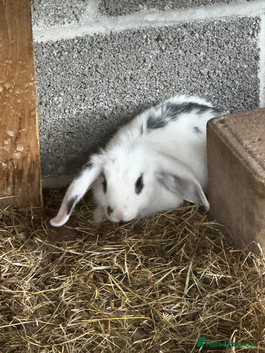 English Lop rabbits for sale: Pair of females bunnies.  - Advert 2