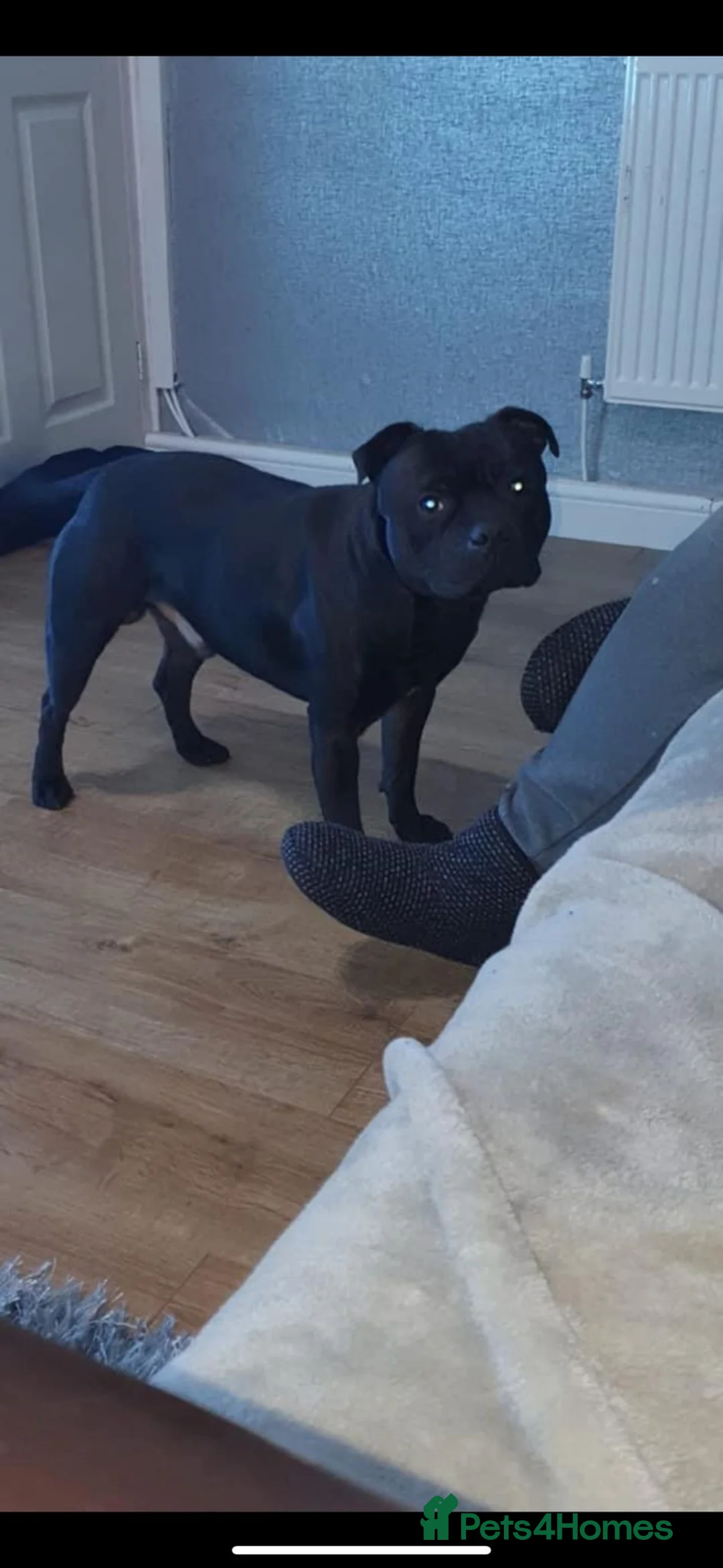 Staffordshire Bull Terrier dogs for stud: STORM FOR STUD in Newton Aycliffe - Advert 17