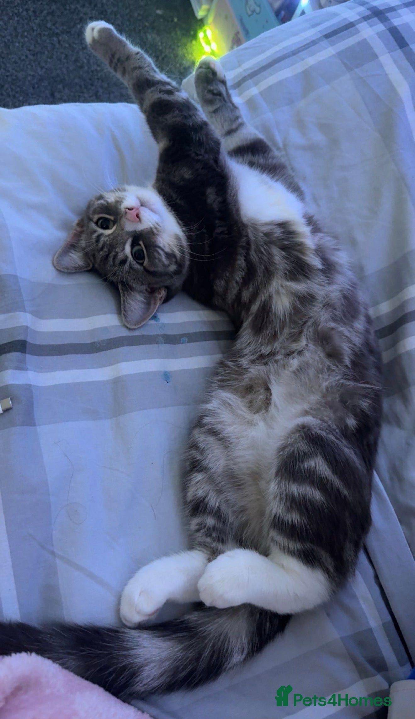 Tibetan cats Tabby kitten  - Advert 3