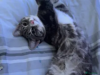 Tibetan cats Tabby kitten - Advert 3