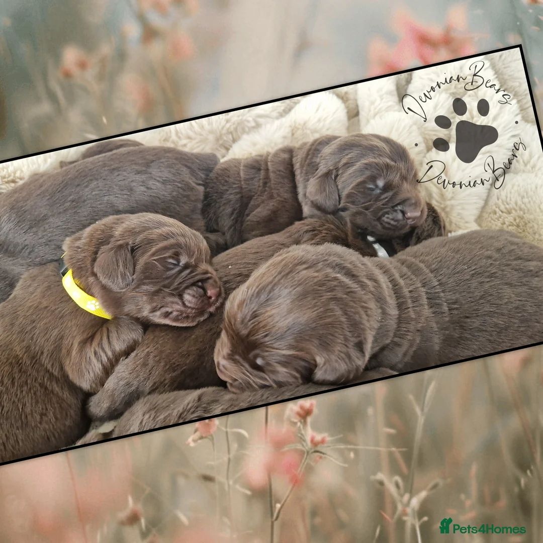 Newfoundland dogs for sale: FULLY Health tested Newfoundlands  - Advert 2