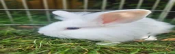 Lionhead rabbits for sale: Lion Lop babies (4 left) READY NOW - Advert 2