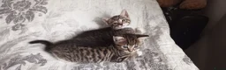 Siberian cats for sale: 4 kittens for sale - Advert 20