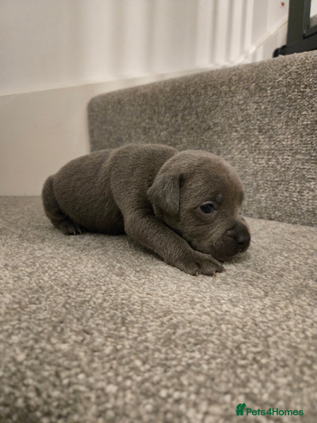 Staffordshire Bull Terrier dogs for sale: Blue Staffy Puppies 🐶 - Advert 27